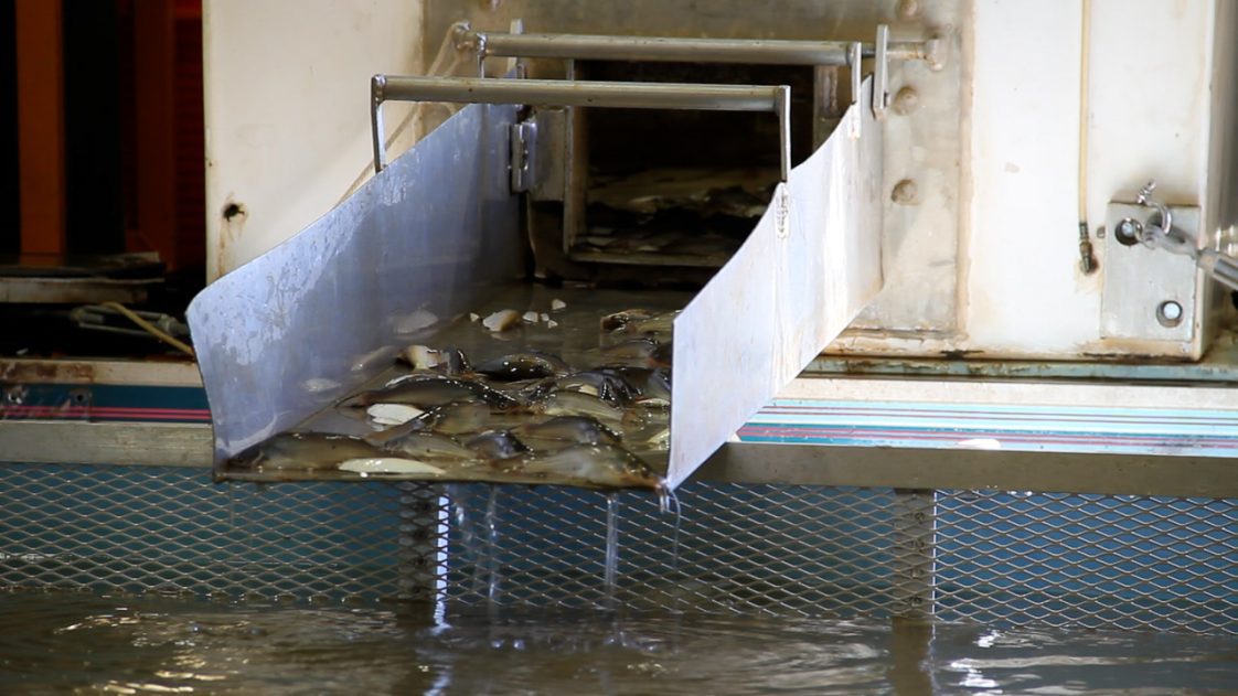Fish fingerlings being put into a stocking tank.