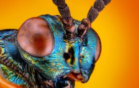 An extreme closeup of the eyes of a wasp with an orange background.