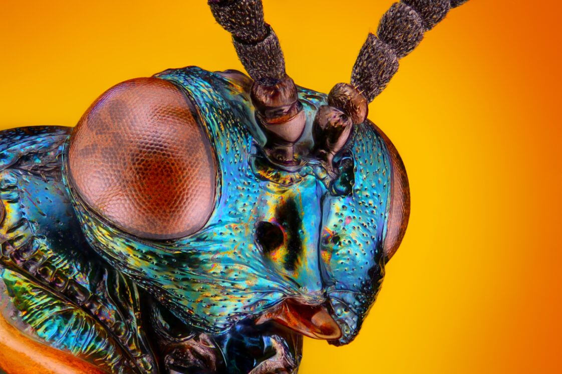 An extreme closeup of the eyes of a wasp with an orange background.