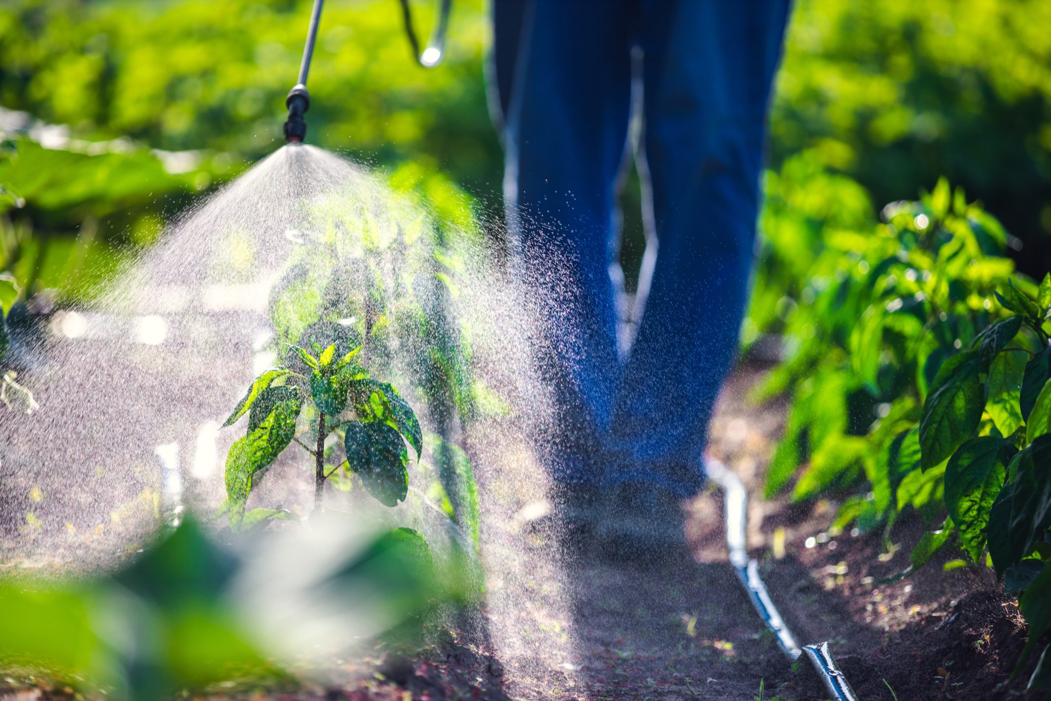 Gardener spraying insecticide on vegetable plants