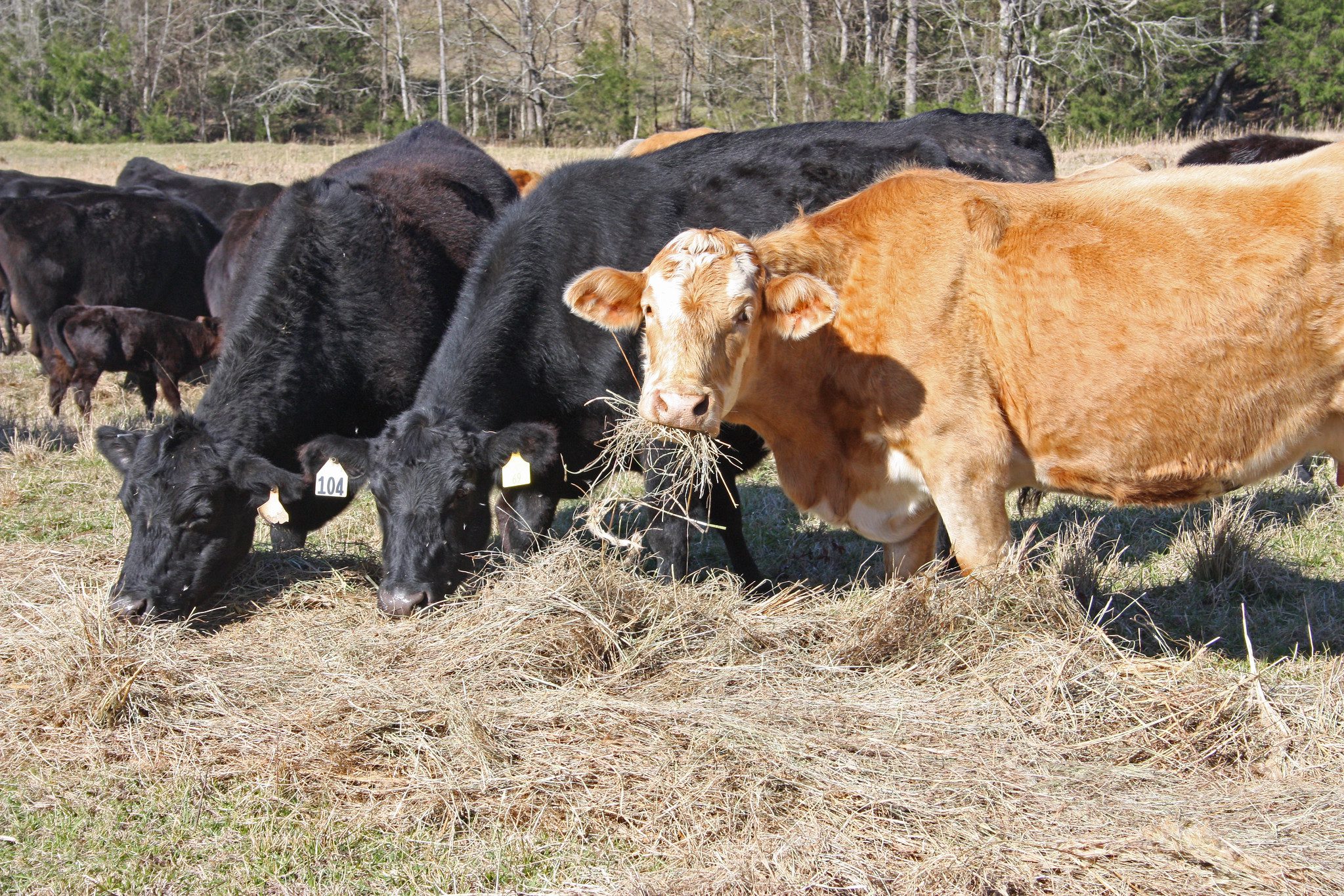 Bioavailability of Mineral Supplements in Beef Cattle Nutrition - Alabama  Cooperative Extension System