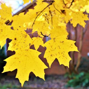 yellow leaves - sugar maple