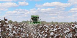 Harvest of the Alabama Cotton Crop 2021