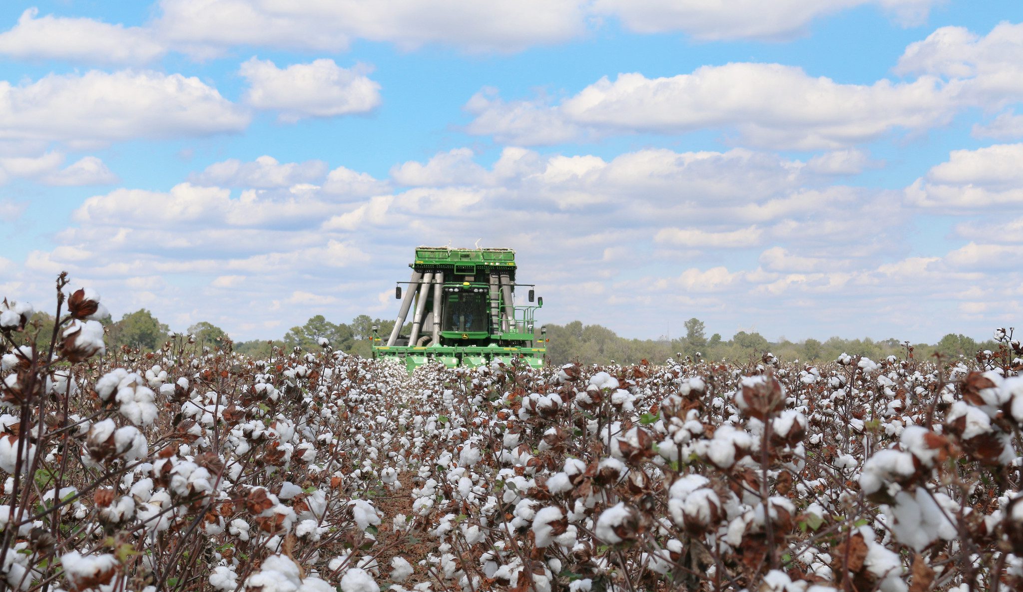 Harvest of the Alabama Cotton Crop 2021