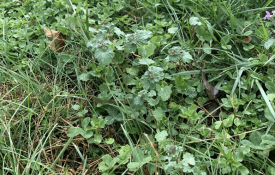 Cool-season weeds in a pasture