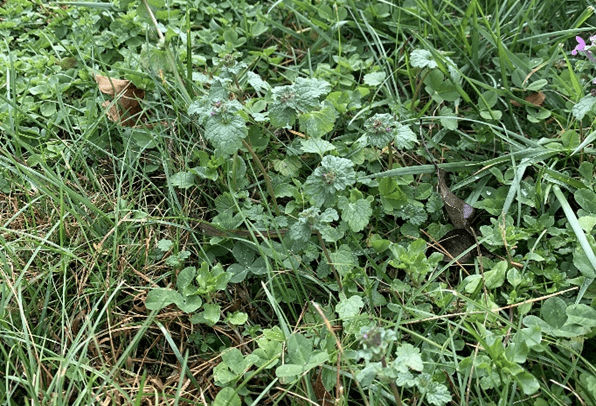 Cool-season weeds in a pasture