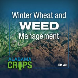 Episode 30 - Winter Wheat and Weed Management