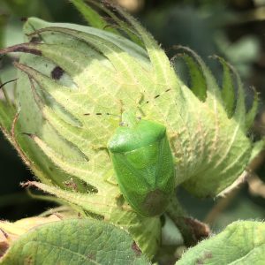 Figure 4. The stink bug has become the key insect pest of cotton in Alabama.