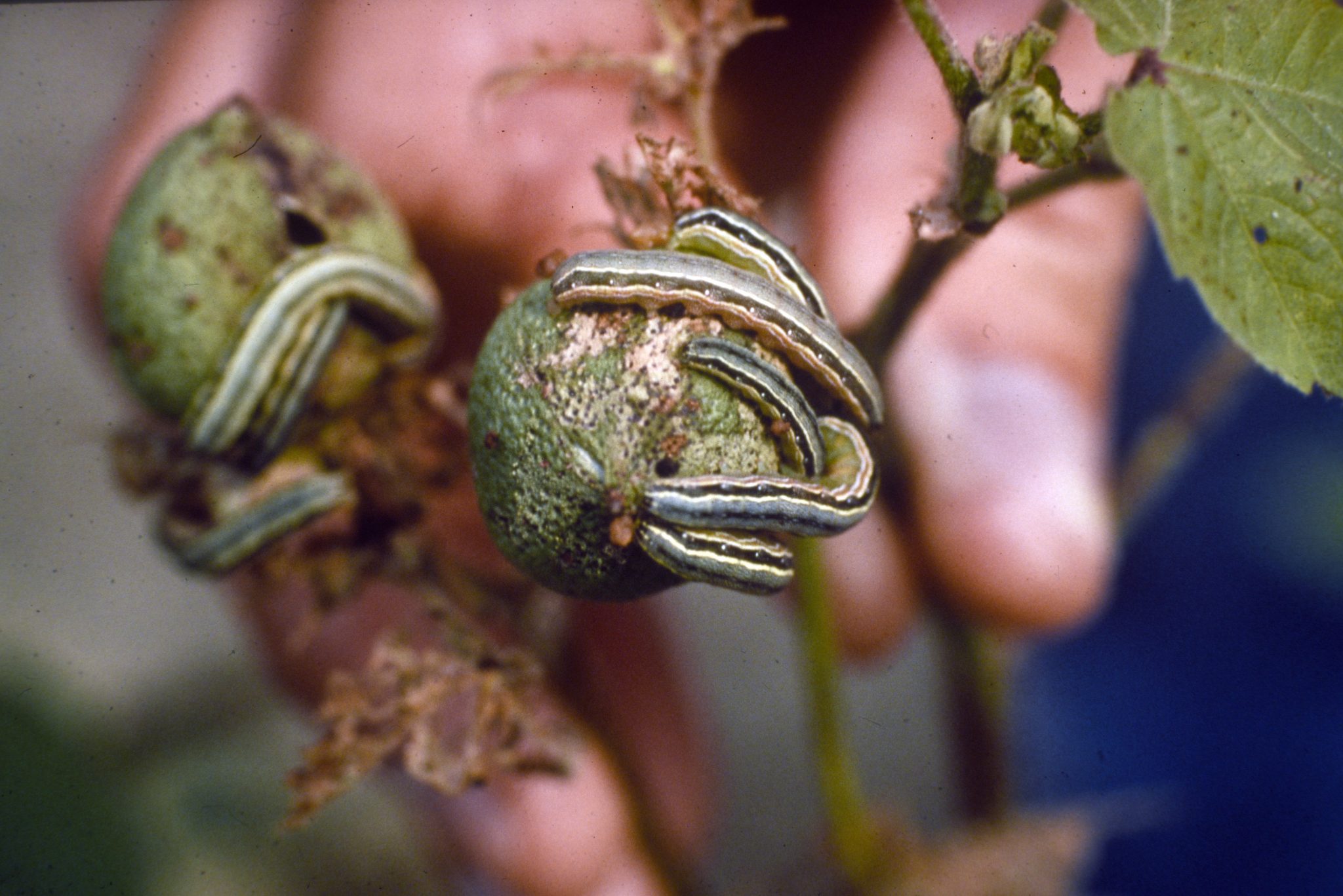 Figure 3. Infestation of beet armyworms, a key insect in Alabama cotton following boll weevil eradication.