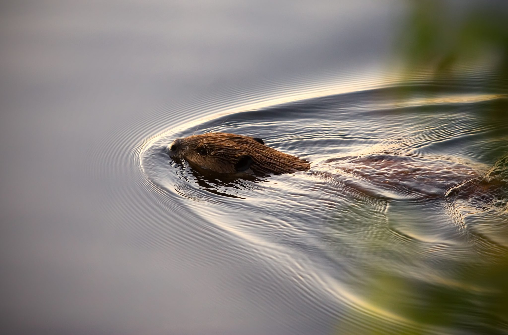 Wild beaver swims through clear water on cool morning.