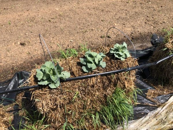 Figure 4. Straw bales can dry out quickly in the dry summer. Be sure to put them near a watering hose or use supplemental irrigation.