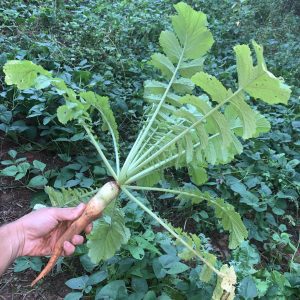 Figure 10. The browse that green, leafy tops of brassicas provide (such as this Daikon radish) can be a draw to deer in the winter months as can the starchy tubers that also reduce soil compaction.