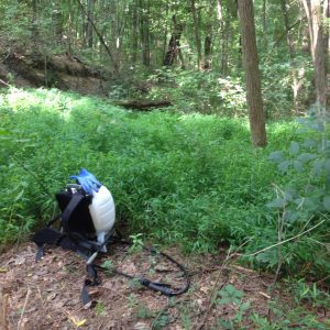 Figure 6a. This series of images demonstrates the process of planting a small 1/8-acre remote plot only accessible by foot. A backpack sprayer of glyphosate was used to kill existing vegetation. A soil test was taken, and bagged lime was applied by hand and raked in. Seed was distributed using a hand-spreader. White ladino clover and chicory were selected for the moist, shaded site and because small-seeded varieties are well-suited for no-till planting. This plot, though small, was productive and frequently visited by deer.