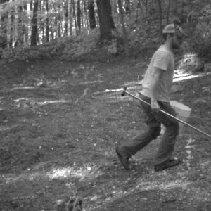 Figure 6b This series of images demonstrates the process of planting a small 1/8-acre remote plot only accessible by foot. A backpack sprayer of glyphosate was used to kill existing vegetation. A soil test was taken, and bagged lime was applied by hand and raked in. Seed was distributed using a hand-spreader. White ladino clover and chicory were selected for the moist, shaded site and because small-seeded varieties are well-suited for no-till planting. This plot, though small, was productive and frequently visited by deer.