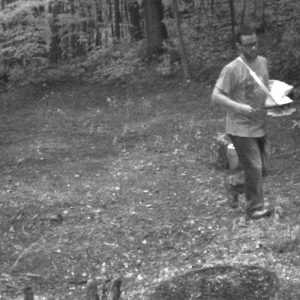 Figure 6e. This series of images demonstrates the process of planting a small 1/8-acre remote plot only accessible by foot. A backpack sprayer of glyphosate was used to kill existing vegetation. A soil test was taken, and bagged lime was applied by hand and raked in. Seed was distributed using a hand-spreader. White ladino clover and chicory were selected for the moist, shaded site and because small-seeded varieties are well-suited for no-till planting. This plot, though small, was productive and frequently visited by deer.