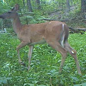 Figure 6f. This series of images demonstrates the process of planting a small 1/8-acre remote plot only accessible by foot. A backpack sprayer of glyphosate was used to kill existing vegetation. A soil test was taken, and bagged lime was applied by hand and raked in. Seed was distributed using a hand-spreader. White ladino clover and chicory were selected for the moist, shaded site and because small-seeded varieties are well-suited for no-till planting. This plot, though small, was productive and frequently visited by deer.