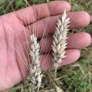 Figure 8. Compare awned wheat (left) and awnless wheat (right). The awns, stiff hairlike structures on the seed head, deter grazing. Awnless wheat varieties (USG 3013, Winfield 9203, Becks 88, Dyna-Gro 9223, Winfield SRW 9434 and many others) are preferred over awned or “bearded” wheat because deer, turkey, and other wildlife more readily feed on the seed produced.