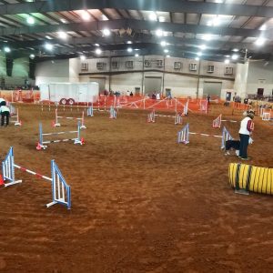 Arena set up for a dog agility show. Woman working a small dog through a course