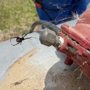 Figure 4. Black widow spider found under the cover of a propane tank.