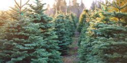 A row of beautiful and vibrantly green Christmas trees with the sun beating down on them on a cold winter evening.