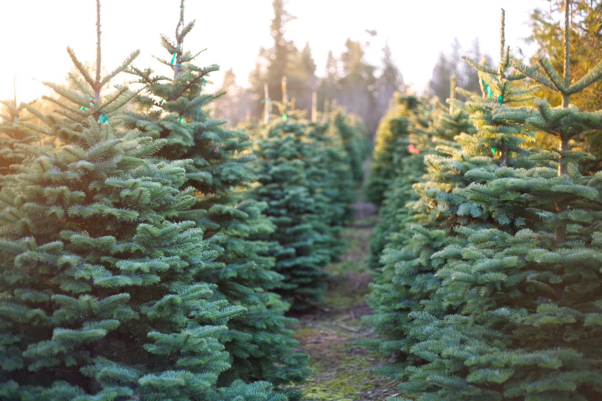 A row of beautiful and vibrantly green Christmas trees with the sun beating down on them on a cold winter evening.
