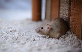 Keeping a rodent-free home