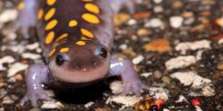 A Spotted Salamander