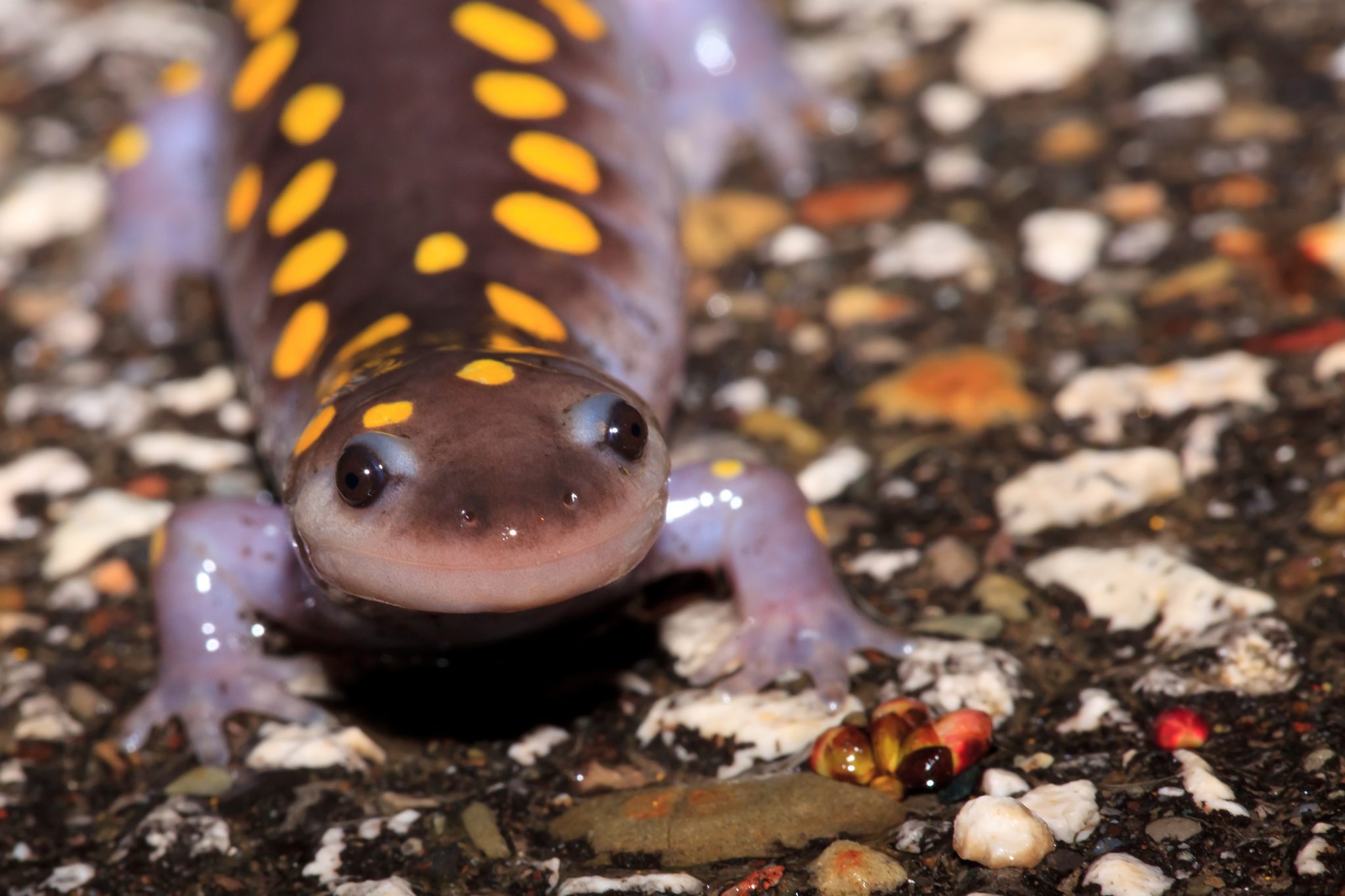 A Spotted Salamander