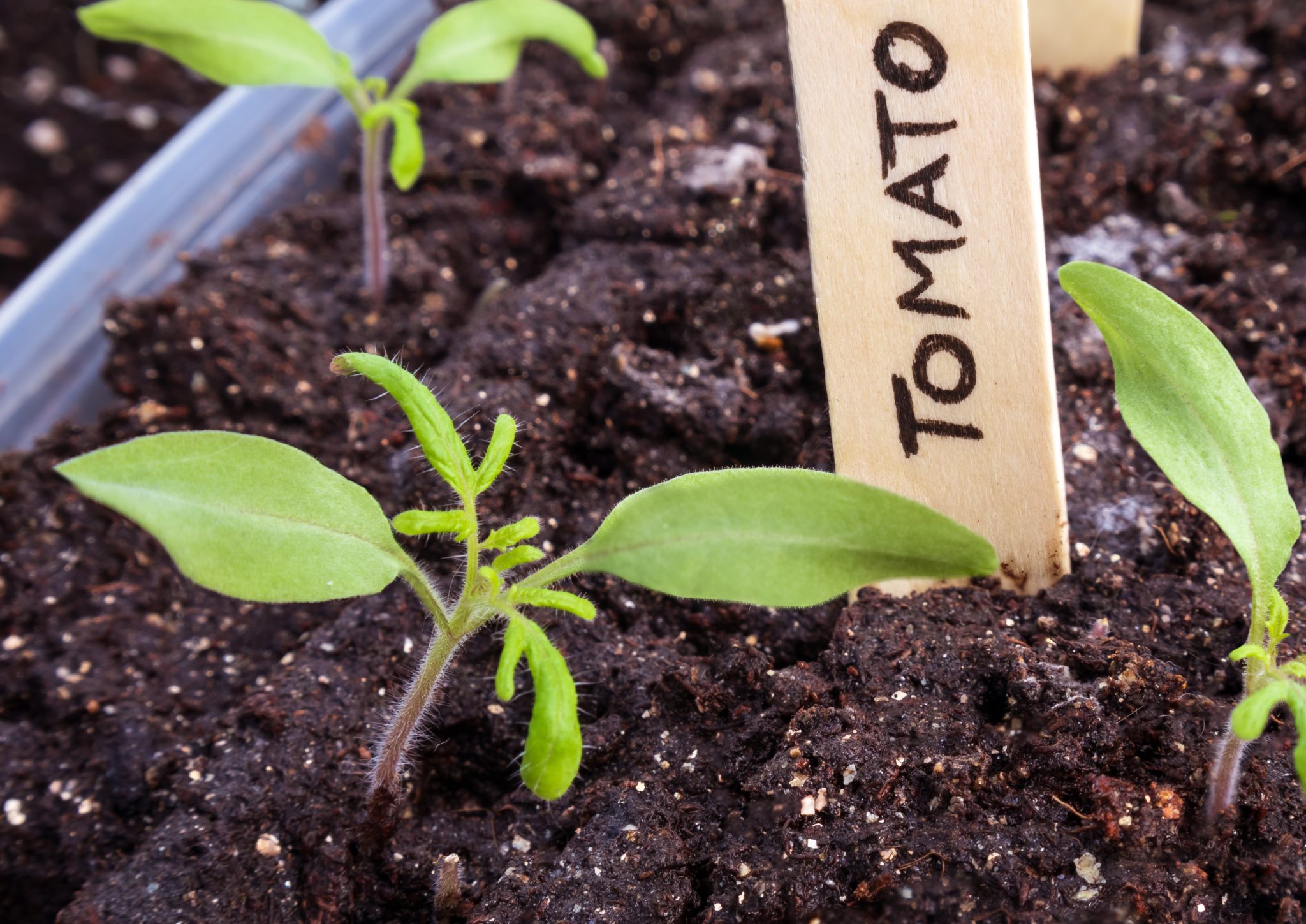 Tomato Planting Basics Alabama Cooperative Extension System