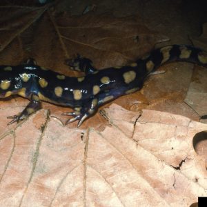 Tiger Salamander is one of Alabama's amphibians