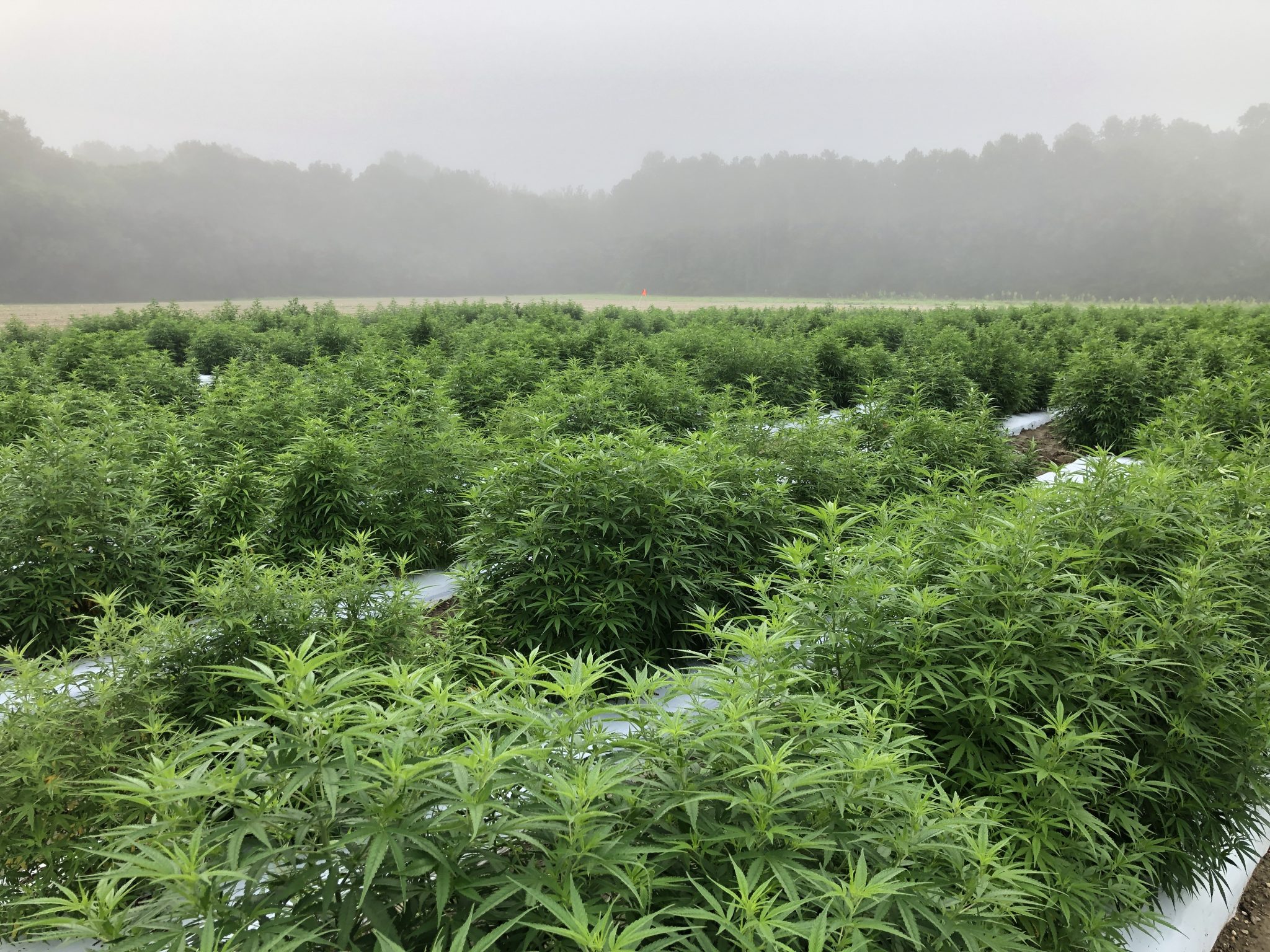 Hemp field on Auburn University research plot.