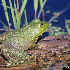 The American Bullfrog is one of Alabama's amphibians.