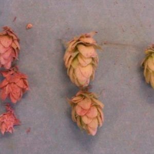 Figure 6. Spider mites. (Photo credit: David Gent, USDA Agricultural Research Service, bugwood.org)