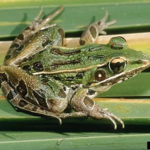 Southern Leopard Frog is one of Alabama's amphibians.