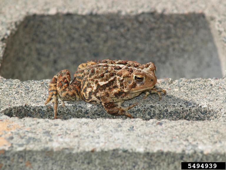 The American Toad is one of Alabama's amphibians.