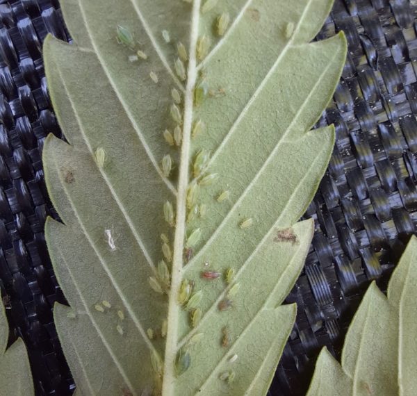 Cannabis aphid (Photo credit: Marion Zuefle, Cornell AgriTech)