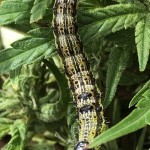 Corn earworm
