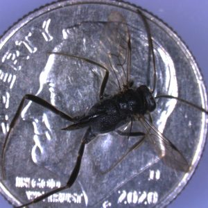 Figure 4. E. appendigaster wasp