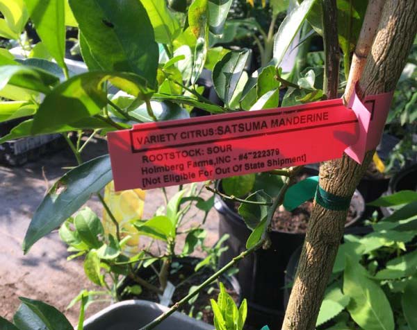 Figure 1. Citrus nursery stock tag with the nursery name, registration number, and limited permit statement.