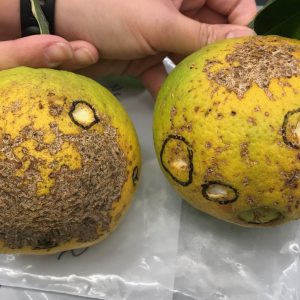 Figure 10. Lesions of sweet orange scab on citrus fruit are warty and cracked, often resembling bird-feeding damage.