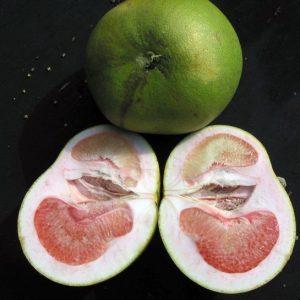Figure 4. Lopsided fruit caused by citrus greening. (Photo credit: Jeffrey W. Lotz, Florida Department of Agriculture and Consumer Services, Bugwood.org)
