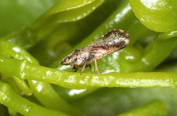 Figure 5. Adult Asian citrus psyllid standing at 30-degree angle. (Photo credit: David Hall, USDA Agricultural Research Service, Bugwood.org)