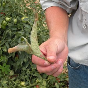 Figure 7. Two spotted spider mites in a mass on the left tip.