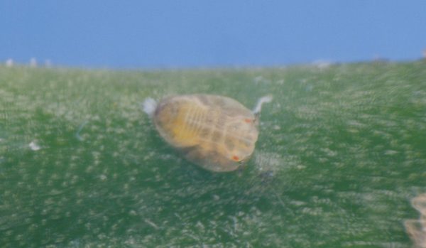 Figure 6. Larval stage of Asian citrus psyllid. (Photo credit: Jeffrey W. Lotz, Florida Department of Agriculture and Consumer Services, Bugwood.org)