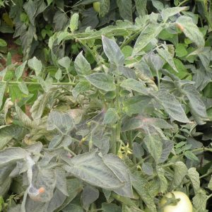 Figure 8. Extensive webbing from spider mites is visible in advanced stages of infestation.