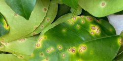 Figure 7. Foliar lesions surrounded by bright yellow halo caused by citrus canker.