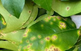Figure 7. Foliar lesions surrounded by bright yellow halo caused by citrus canker.