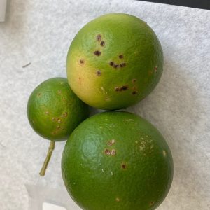 Figure 8. Fruit lesions caused by citrus canker are raised and corky.