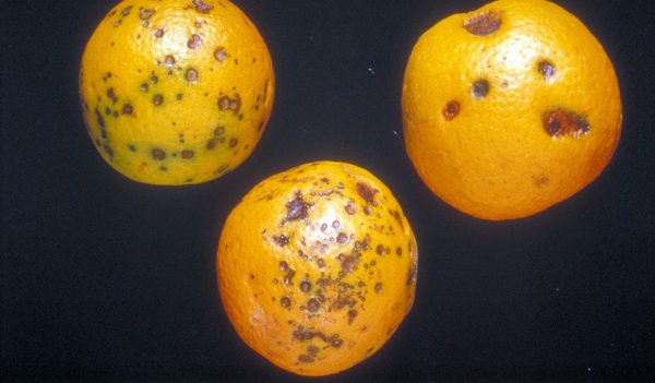 Figure 9. Lesions caused by citrus black spot on fruit are small, round, and sunken with gray centers and dark margins. (Photo credit: P. Barkley, Biological and Chemical Research Institute, Bugwood.org)