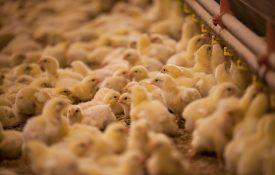 Dozen of chicks in poultry barn.